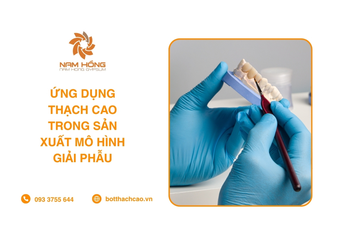 Ứng Dụng Thạch Cao Trong Sản Xuất Mô Hình Giải Phẫu